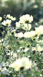 We did not find results for: Cosmos Flowers Field Grass Iphone 4s Wallpapers Free Download