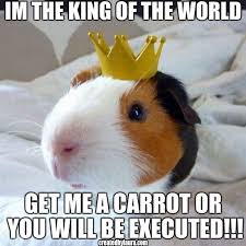 Pin On Guinea Pigs Memes