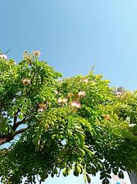 Image result for Samanea leptophylla