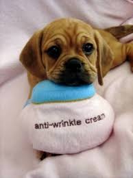 Ukpets found the following puggle for sale in the uk. Puggle Puppies For Sale Wisconsin Rainbowland Puggle Breeder
