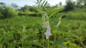 Image result for Sesamum parviflorum