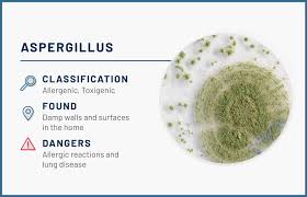 1,696 green nail fungus products are offered for sale by suppliers on alibaba.com, of which physical therapy equipments accounts for 5%, other nail supplies there are 121 suppliers who sells green nail fungus on alibaba.com, mainly located in asia. 12 Common Types Of Mold Found In The Home Apartmentguide Com