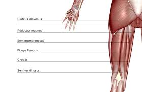 Like the forearm, the upper leg, or thigh, has a dense arrangement of . Hamstring Muscles And Your Back Pain
