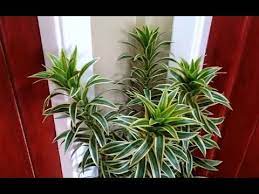 This is common with most of the plants in its genus, which is why they make amazing houseplants. The Best Indoor Plants Dracaena Reflexa Propagation And Plant Care Youtube