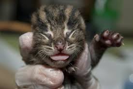 One other thing you will need to do, since mom isn't there to clean up after the kittens, is to stimulate the kittens to eliminate waste during or after each feeding. Caring For Orphaned Kittens Veazie Vet