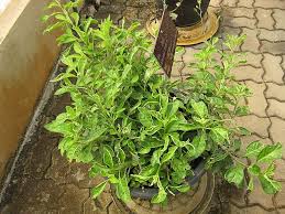 Image result for Gynura scandens