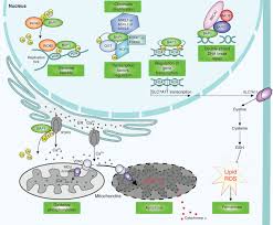 Loss of bap1 by ihc is 100% specific for malignant mesothelioma in the . Biological Mechanisms And Clinical Significance Of Bap1 Mutations In Human Cancer Cancer Discovery