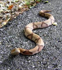 Is It A Rat Snake Chicken Snake Or A Copperhead Rat Snake Types Of Snake Snake
