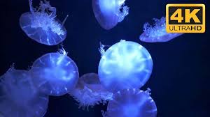 Relaxing Jellyfish Screensaver In 4k Screen Savers Jellyfish Aquarium Screensaver