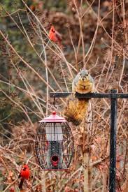 Hilarious moment squirrel is defeated by an oiled bird feeder pole and gently slides to the ground hilarious moment a confused squirrel slides down a greased up bird feed pole in buckinghamshire. For The Birds How To Fend Off Squirrels