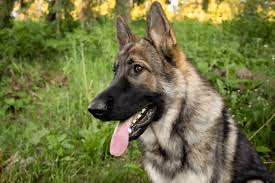 Oftentimes the german shepherd puppy. Sable German Shepherds History Health Behavior Care Temperament And Training Tips