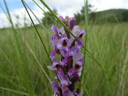 Image result for Brachycorythis angolensis