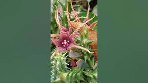 Image result for Orbea caudata