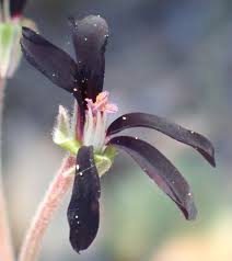 Image result for Tricliceras mossambicense