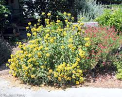 Image result for Phlomis fruticosa