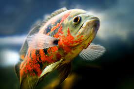 Oscar fish is a fairly popular aquarium fish of the family of cichlids, known mainly under the generic name astronotus. What Do Oscar Fish Eat Lovetoknow
