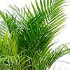 Areca palm will add a tropical vibe to the room. 1