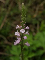 Image result for Verbena officinalis