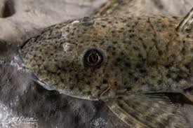 Image result for Isoglossa punctata