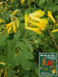 Image result for Fumariaceae