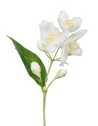Nov 18, 2020 · keeping flowers in a cool location away from drafts will already help significantly. Fragrant Flowers That Make A Garden Smell Amazing Best Smelling Flowers Fragrant Flowers Smelling Flowers