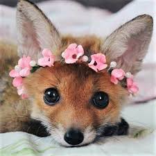 All The Foxes Pet Fox Cute Animals Cute Little Animals