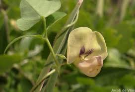 Image result for Dolichos trilobus