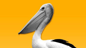 It is a predominantly white bird with black wings and a pink bill. Pelicans Nature Pbs