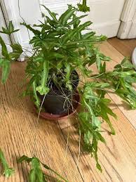 Image result for Pteris cretica