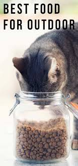 Submitted 1 year ago * by spidermangonerogue. Best Food For Outdoor Cats Find The Right Fuel For Your Cat