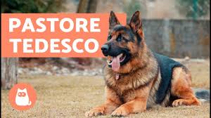 See more of allevamento amatoriale del pastore tedesco on facebook. Pastore Tedesco Documentario Caratteristiche E Addestramento Del Pastore Tedesco Youtube