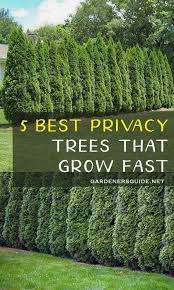 The are appealing, require very low maintenance and create the perfect barrier for privacy. The 5 Best Fast Growing Privacy Trees Privacytrees Privacy Tree Fastgrowing G The 5 In 2020 Best Trees For Privacy Backyard Landscaping Designs Privacy Trees Backyard