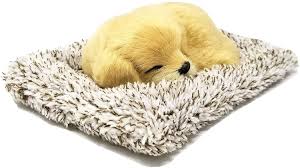Join millions of people using oodle to find puppies for adoption, dog and puppy listings, and other pets contact us for golden retrievers puppies! Mini Golden Retriever Colorado Usa Cute Doggies And Puppies Free Images