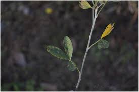 Image result for Crotalaria micans