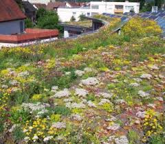 Dach Oase Dachbegrunung Grun Pflanzen Garten Gartengestaltung Inspiration Gartengestaltung Dachbegrunung Gartenmauern