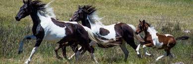 Chiefs change four for brumbies. Save The Brumbies Caring For Australia S Wild Horses