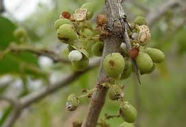 Image result for Gymnosporia glaucophylla