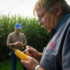 Central Illinois Corn Survey Crew