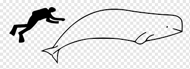 I'm a humpback whale, i'm very strong. Drawing Balaenidae Line Art Animal Beluga Whale Cartoon Whale Angle Mammal Child Png Pngwing