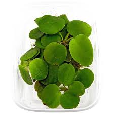 Image result for Limeum viscosum