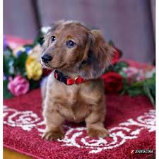 When two dogs with the dominant dapple gene are bred, more of the coloring is diluted, which produces a lot of white coloring. 404 Not Found Dachshund Puppy Long Haired Dachshund Love Dapple Dachshund