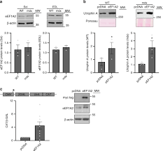 You can look for one at your local pet store, online, or even at your veterinarian's office. Identification Of Therapeutics That Target Eef1a2 And Upregulate Utrophin A Translation In Dystrophic Muscles Nature Communications