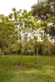 Image result for Tragia adenanthera