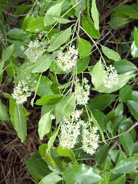 Check spelling or type a new query. Prunus Caroliniana Carolina Cherry Laurel Carolina Cherry Laurel Carolina Laurel Cherry North Carolina Extension Gardener Plant Toolbox