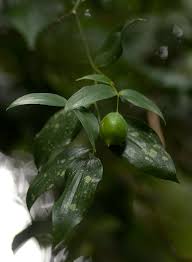 Image result for Behnia