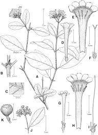 Image result for Rogiera cordata