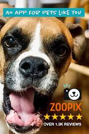 Zoopix The Best Social App For Pets Cute Dog Alert Pets Cute Ferrets Cute Dogs