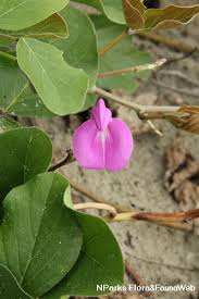 Image result for Canavalia