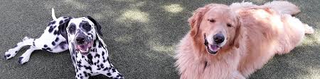 Easily book the best dog walkers near you in hoffman estates, il with wag! Logan Square Dog Daycare K9 University Chicago Il