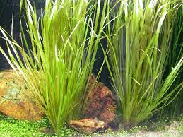 Image result for Blyxa aubertii